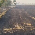 पराली में जानबूझकर आग, फिर मुआवजे की मांग, गयाजी में बढ़ता खतरनाक ट्रेंड उजागर