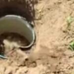 जहानाबाद में अवैध शराब के खिलाफ बड़ी कार्रवाई, 465 लीटर जावा महुआ नष्ट, 26 लीटर चुलाई शराब बरामद