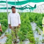 टमाटर की फसल में कीट और रोग के प्रकोप से परेशान किसान के खेत पहुंची सीयूएसबी की विशेषज्ञ टीम